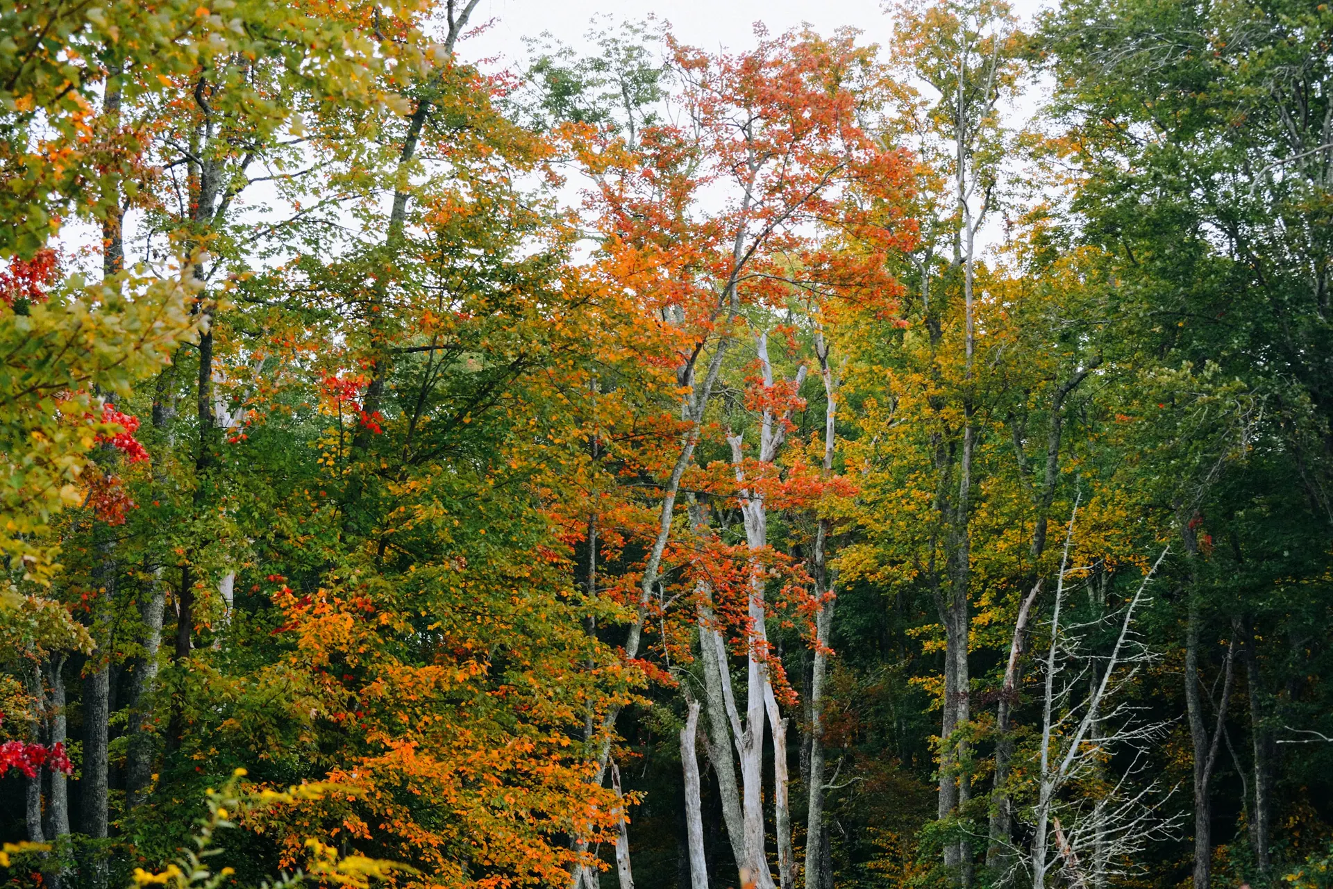 Hardwood forest turning color in early fall