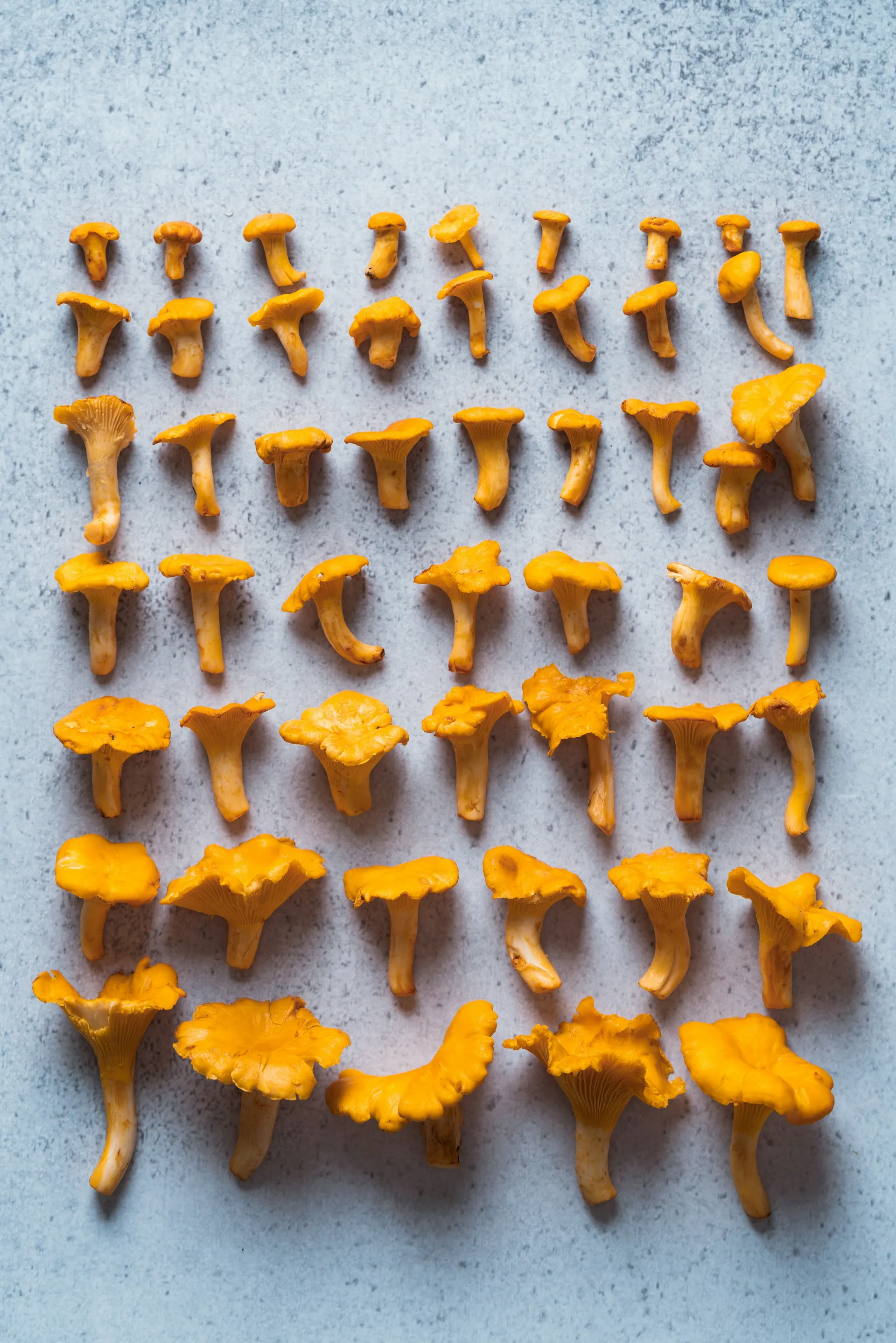 Fresh golden chanterelle mushrooms laid out in rows