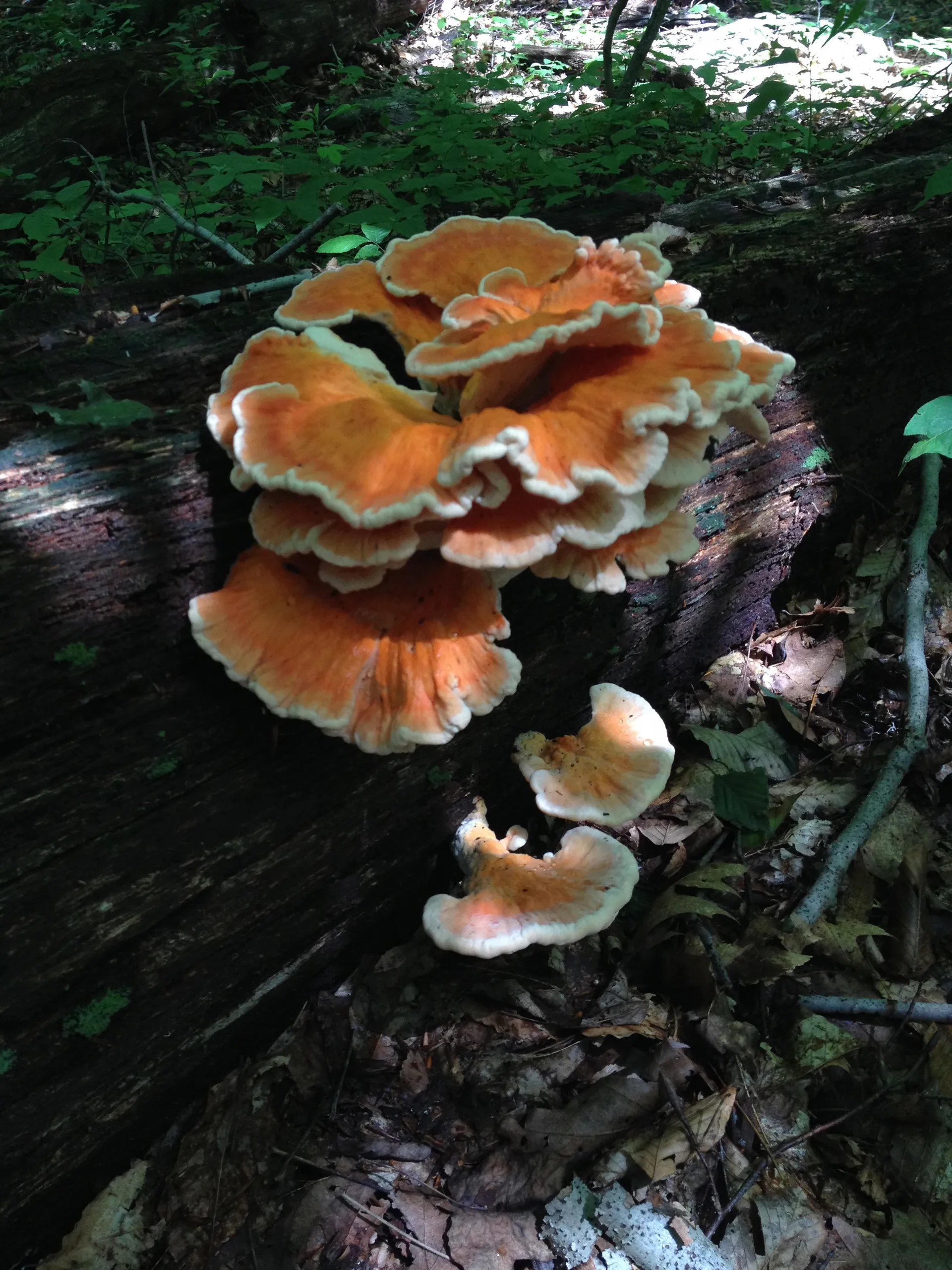 Chicken of the woods mushroom growing on a fallen hardwood tree
