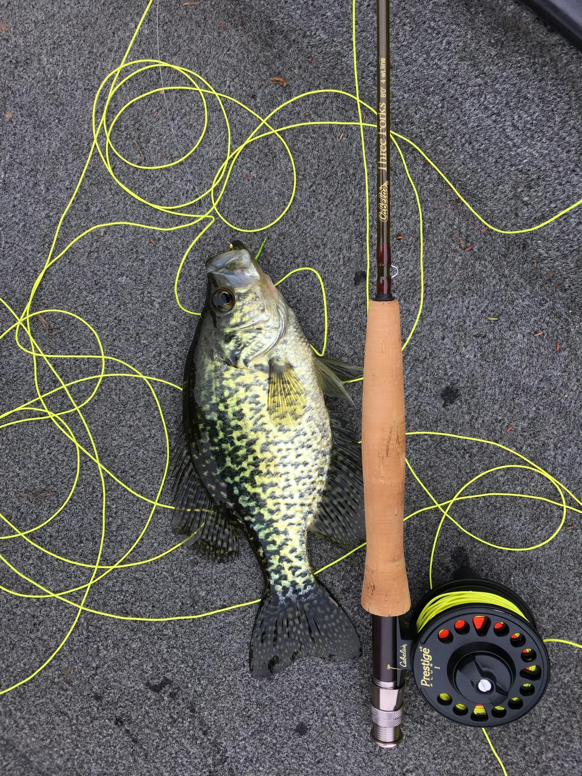A freshly caught black crappie