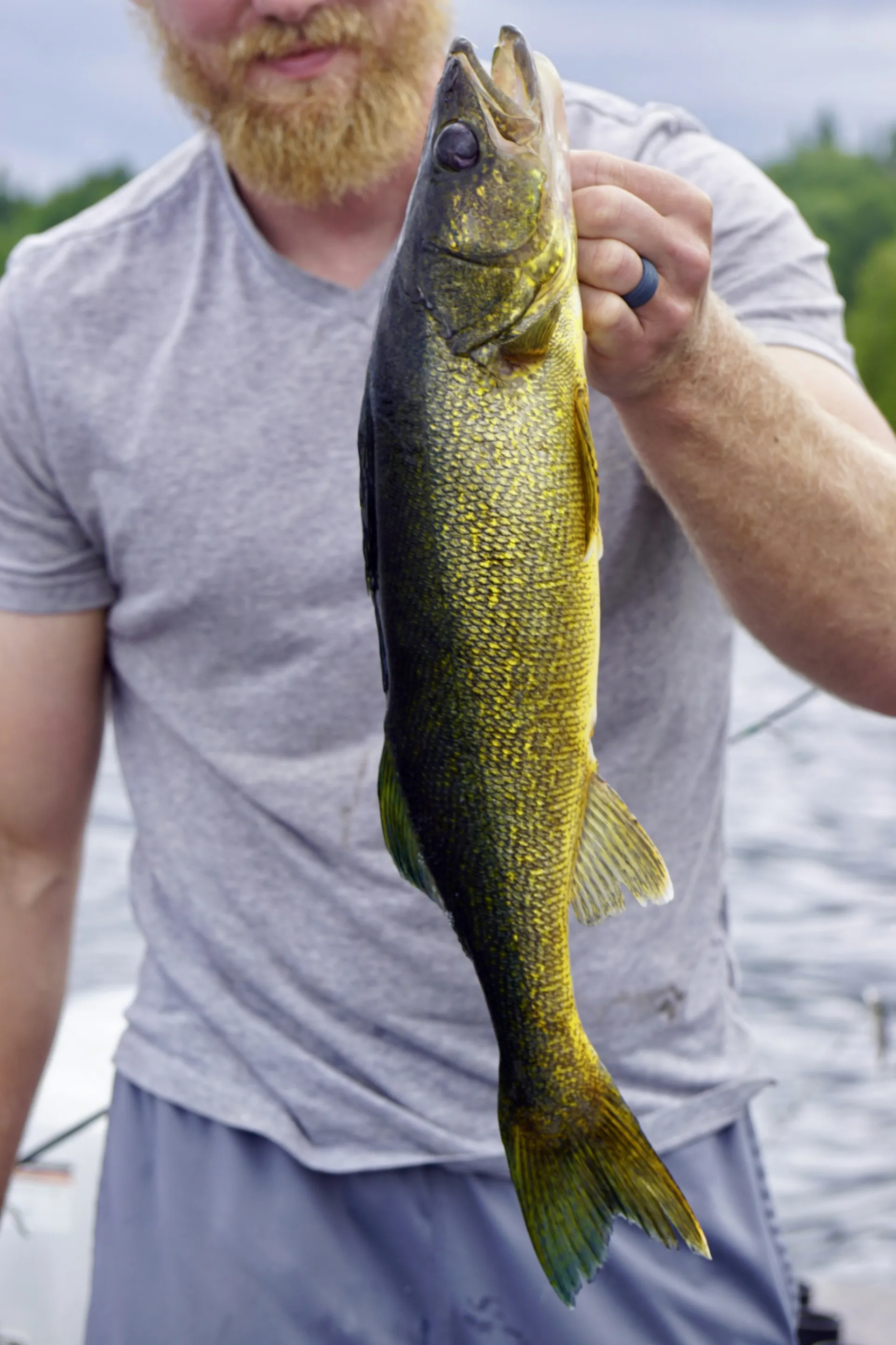 A freshly caught walleye