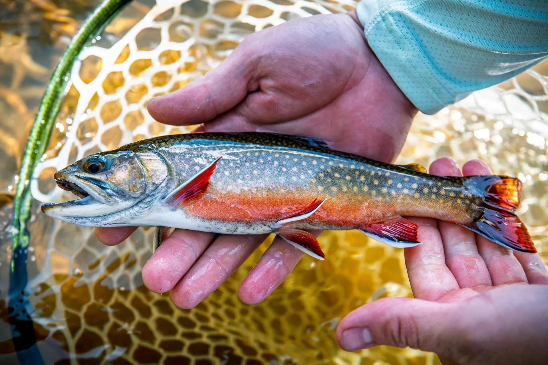 A freshly caught brook trout held over a landing net